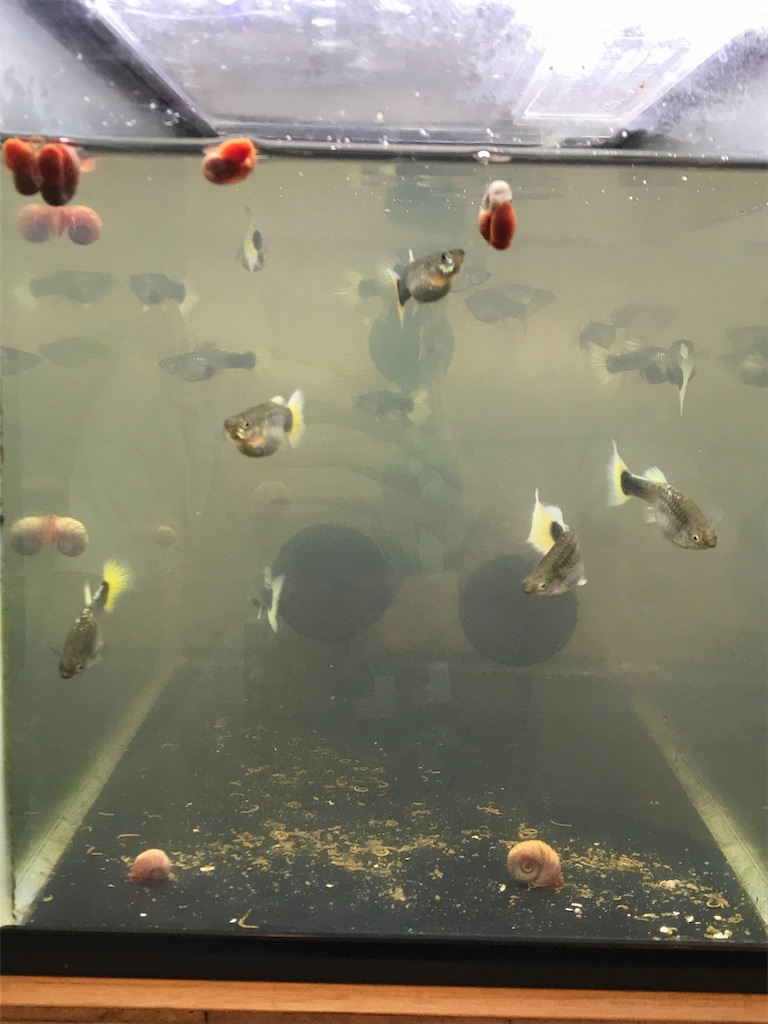 f:id:popopoppun:20180618201624j:image