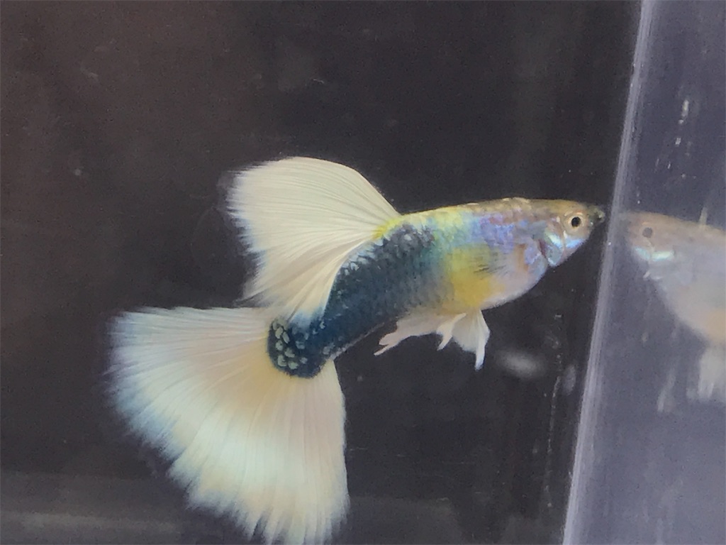 f:id:popopoppun:20180618202446j:image