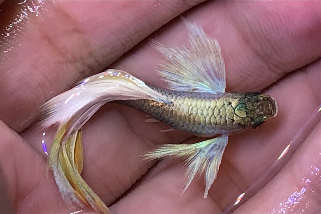 f:id:popopoppun:20180624223312j:image f:id:popopoppun:20180624223312j:image