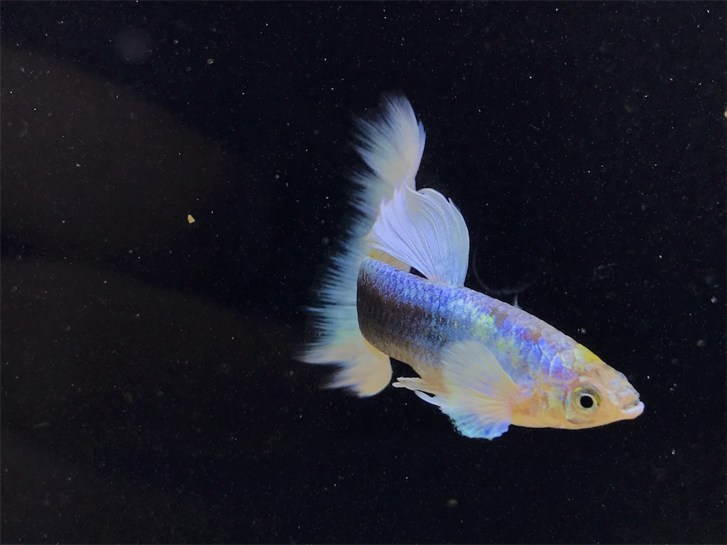 f:id:popopoppun:20180624223740j:image f:id:popopoppun:20180624223740j:image