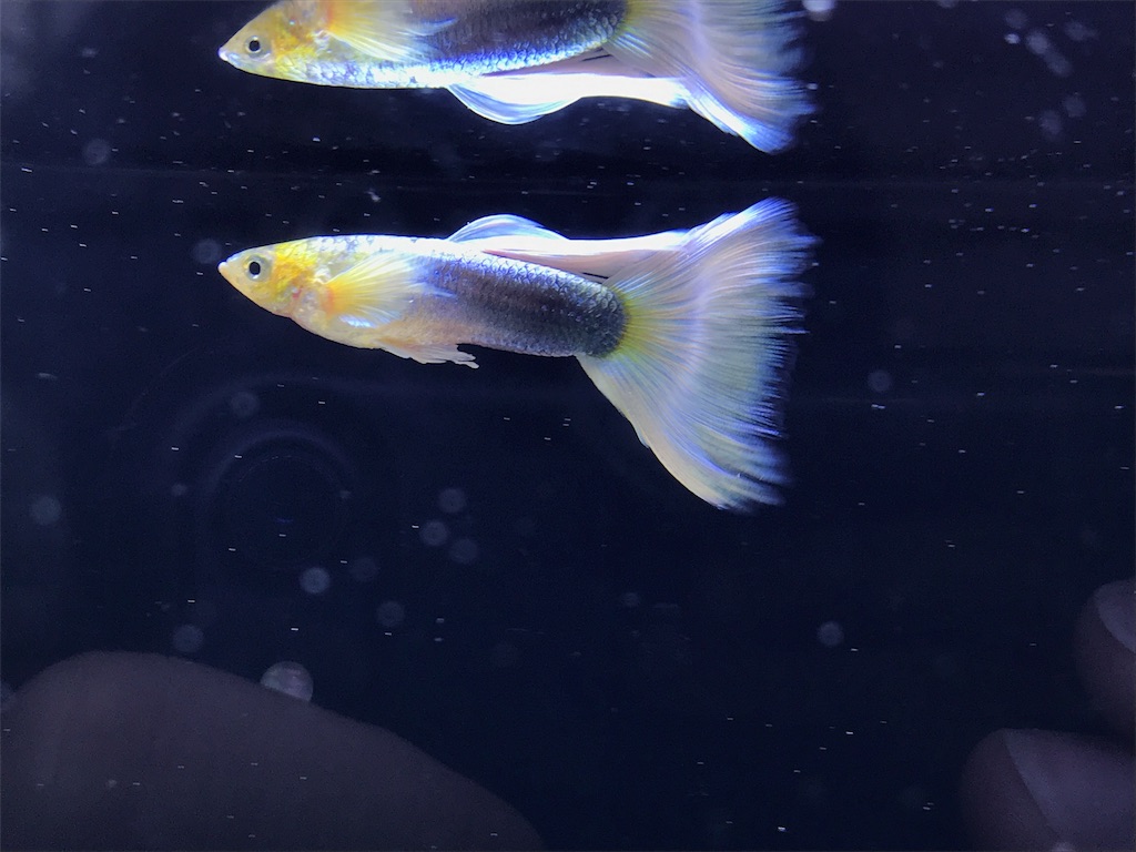 f:id:popopoppun:20180624223747j:image f:id:popopoppun:20180624223747j:image