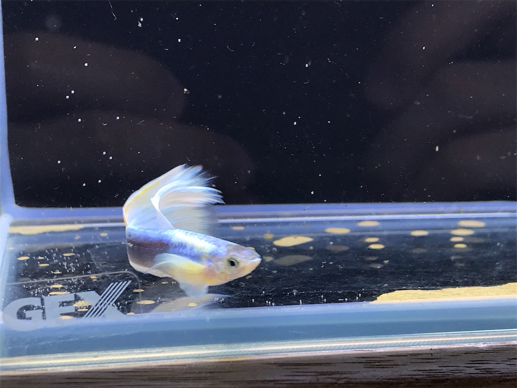 f:id:popopoppun:20180624224732j:image f:id:popopoppun:20180624224732j:image