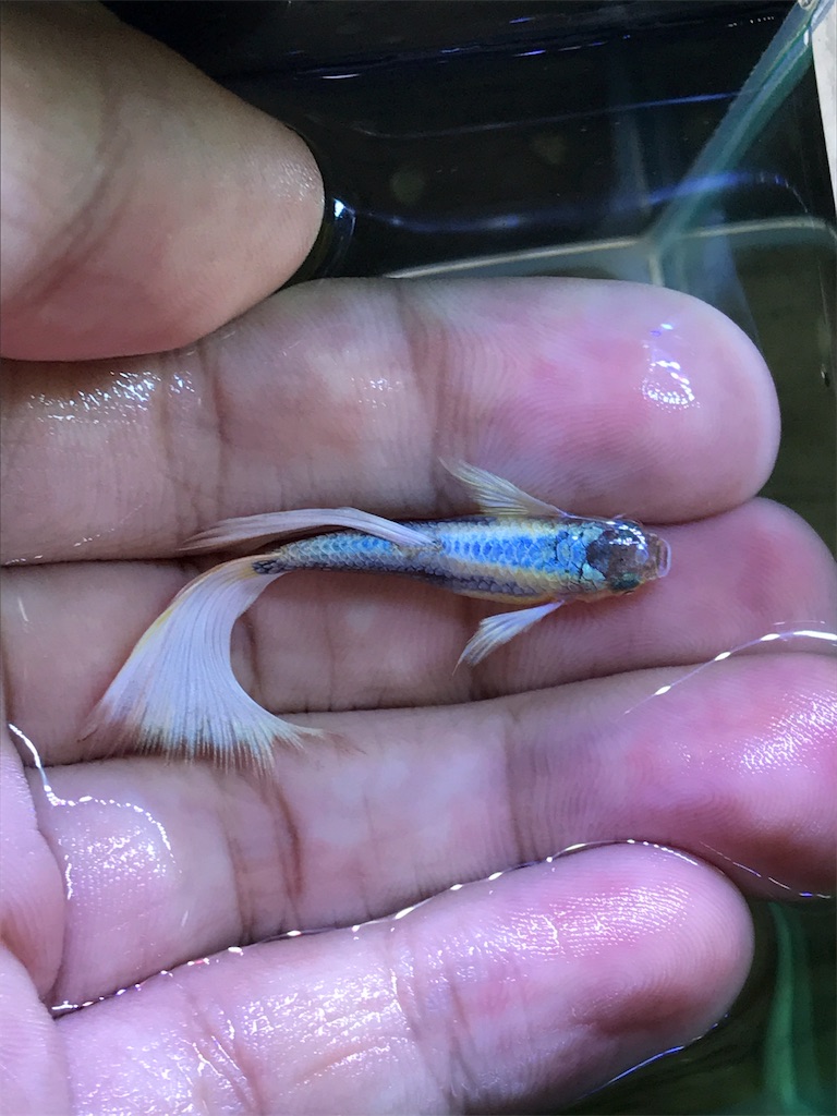 f:id:popopoppun:20180624224740j:image f:id:popopoppun:20180624224740j:image