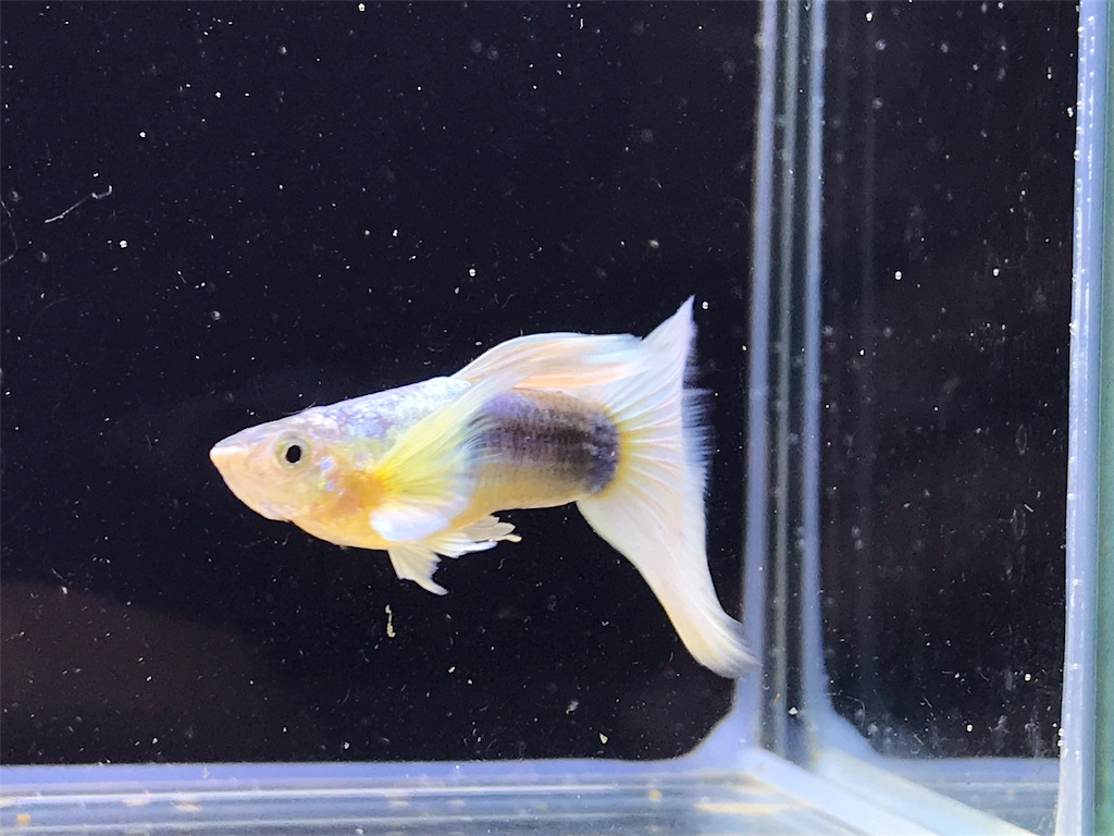 f:id:popopoppun:20180624225542j:image f:id:popopoppun:20180624225542j:image