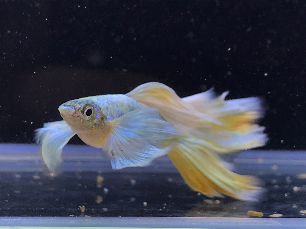 f:id:popopoppun:20180624230338j:image f:id:popopoppun:20180624230338j:image