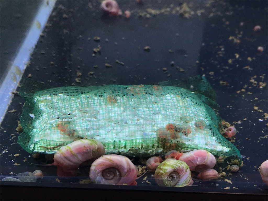 f:id:popopoppun:20180627221534j:image f:id:popopoppun:20180627221534j:image