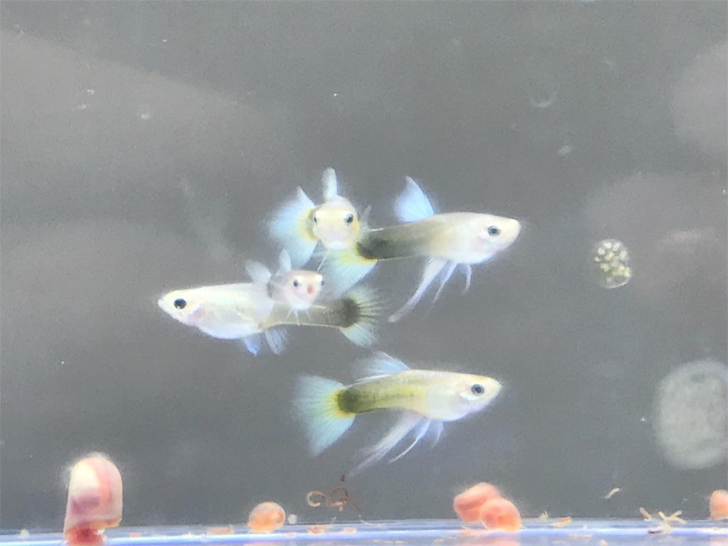 f:id:popopoppun:20180712174356j:image