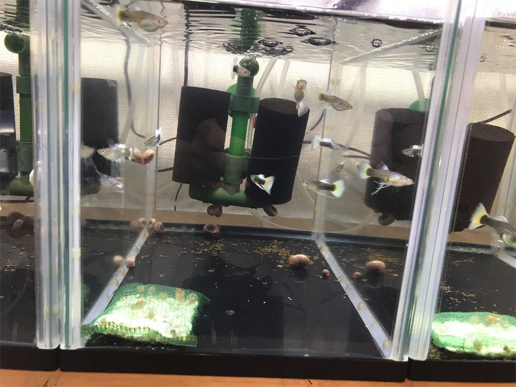 f:id:popopoppun:20180712175108j:image