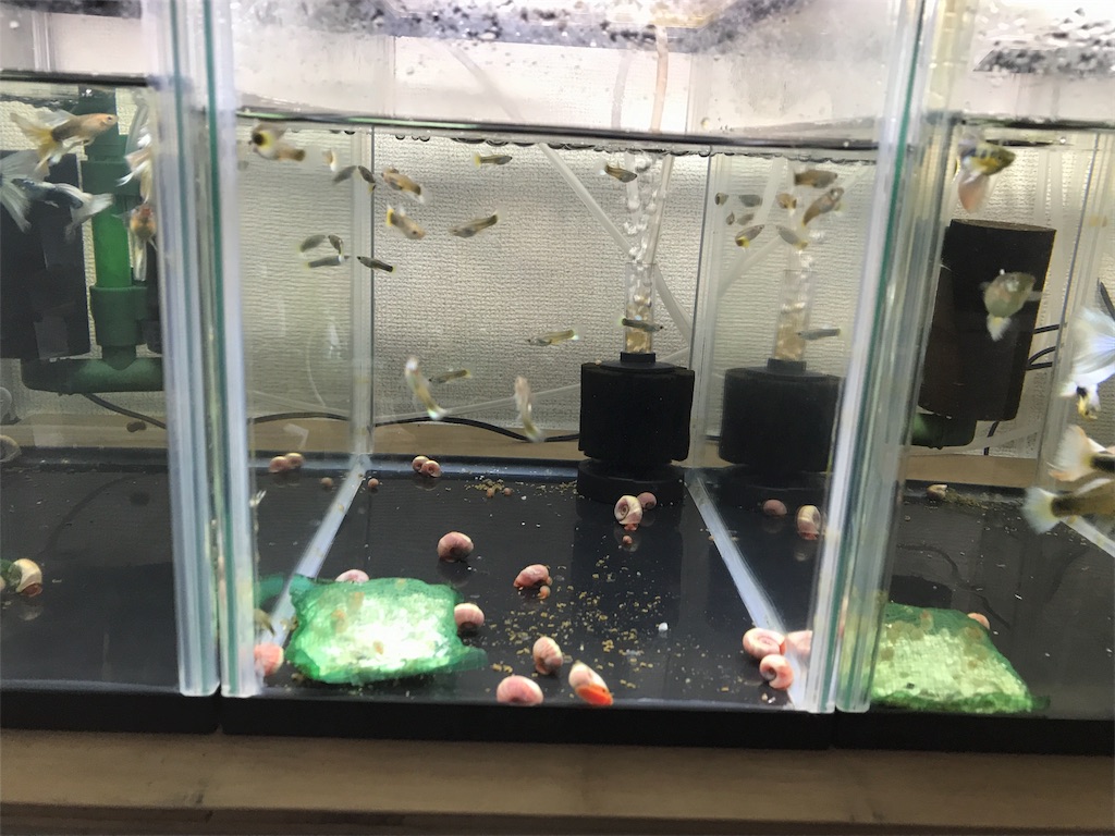 f:id:popopoppun:20180712175157j:image