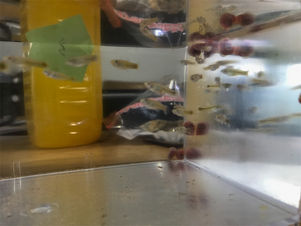 f:id:popopoppun:20180712175529j:image