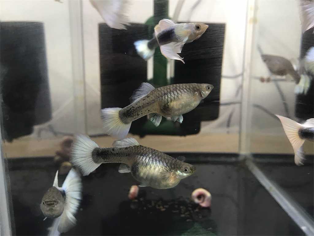 f:id:popopoppun:20180712175755j:image