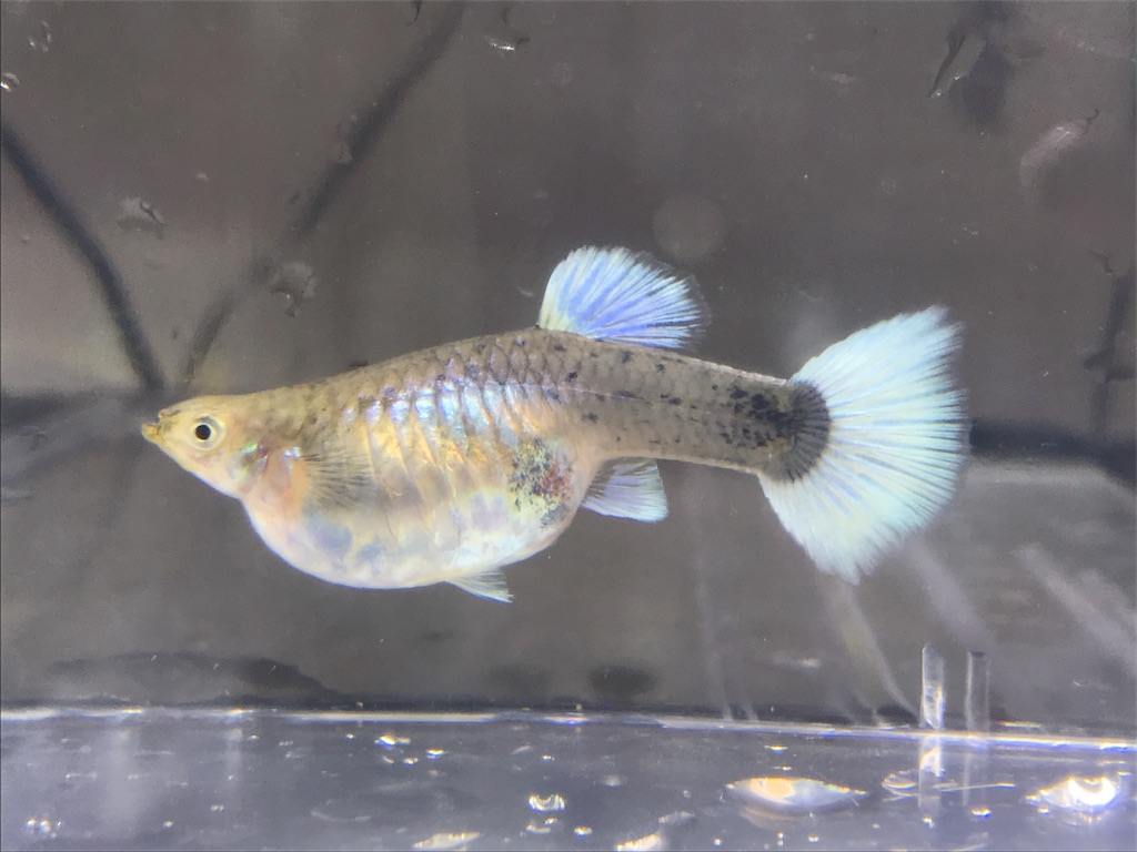 f:id:popopoppun:20180712175803j:image