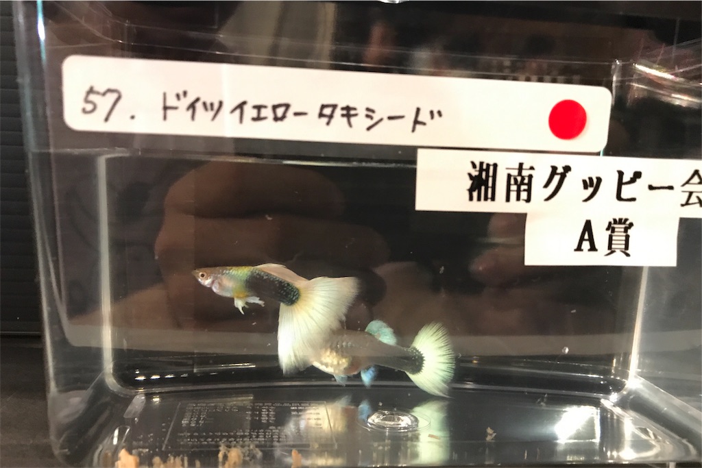 f:id:popopoppun:20180717190405j:image f:id:popopoppun:20180717190405j:image