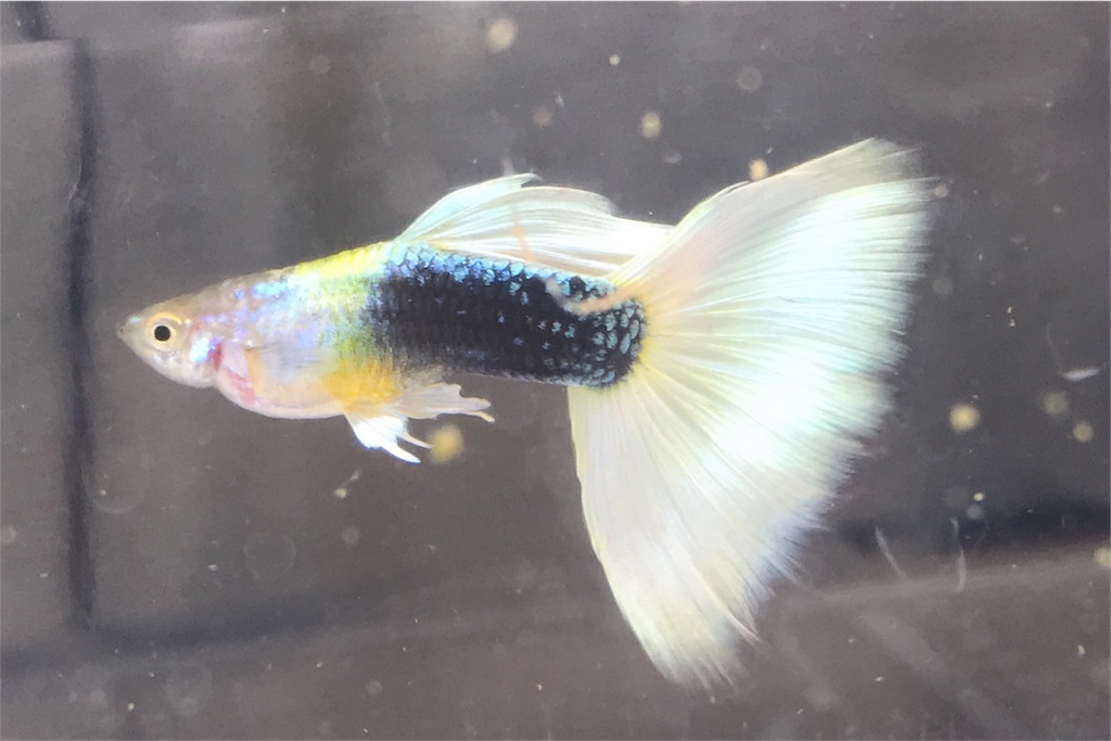 f:id:popopoppun:20180717191430j:image f:id:popopoppun:20180717191430j:image