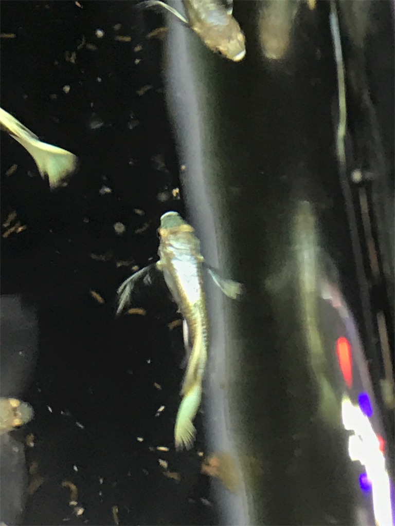 f:id:popopoppun:20180731220202j:image f:id:popopoppun:20180731220202j:image