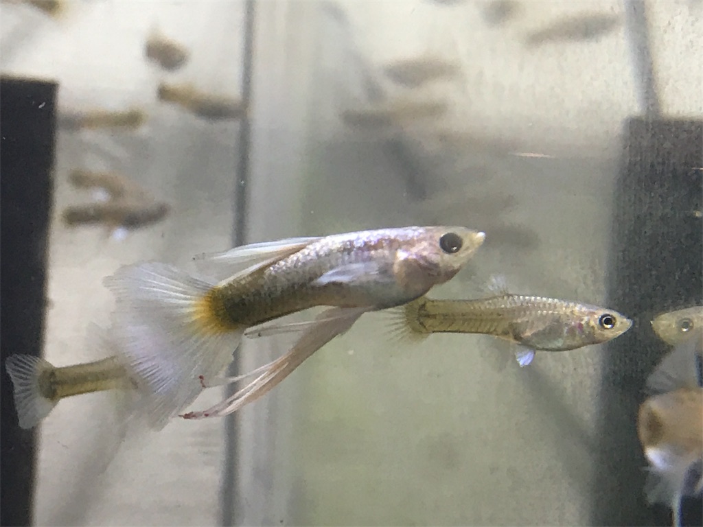 f:id:popopoppun:20180731220206j:image f:id:popopoppun:20180731220206j:image