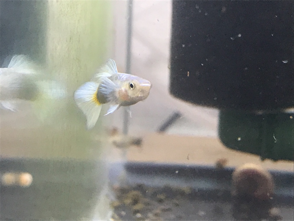 f:id:popopoppun:20180731220210j:image f:id:popopoppun:20180731220210j:image