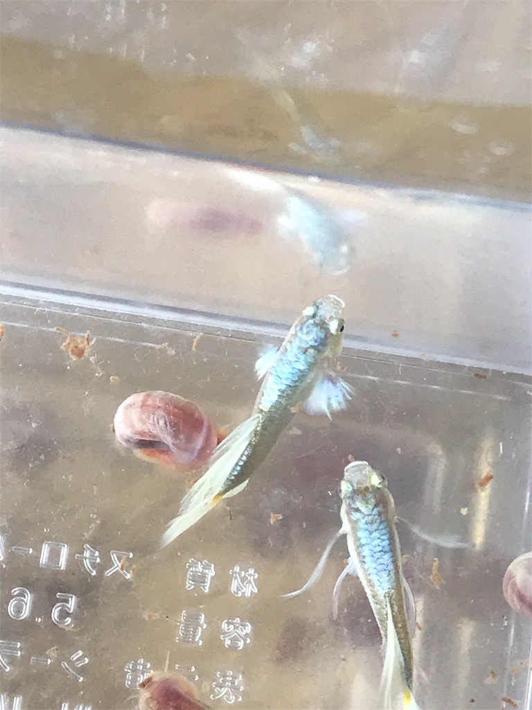 f:id:popopoppun:20180731220214j:image f:id:popopoppun:20180731220214j:image