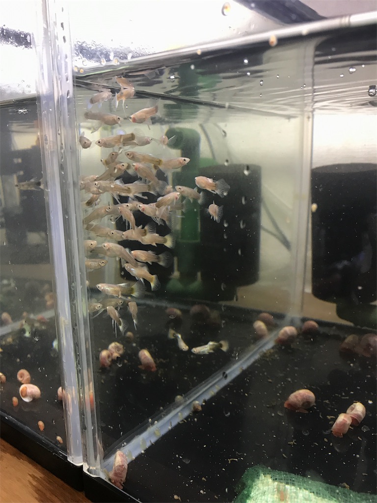 f:id:popopoppun:20180731220244j:image f:id:popopoppun:20180731220244j:image