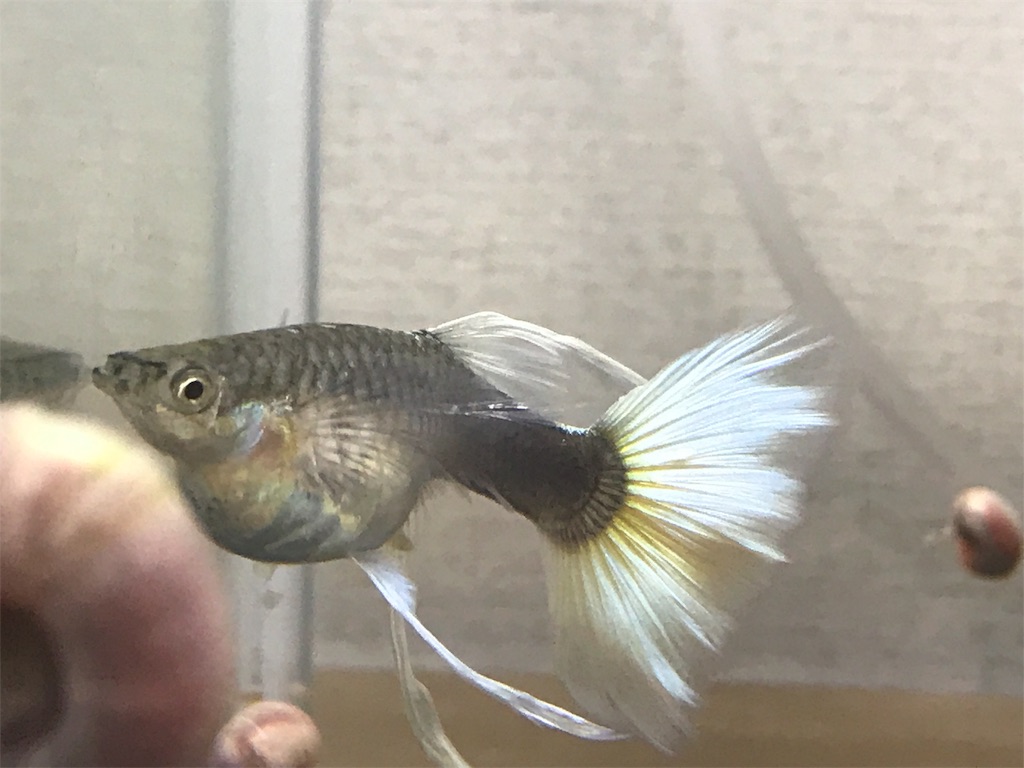 f:id:popopoppun:20180731221727j:image f:id:popopoppun:20180731221727j:image