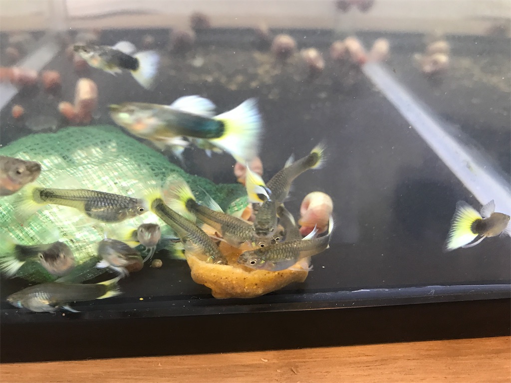 f:id:popopoppun:20180731222050j:image f:id:popopoppun:20180731222050j:image