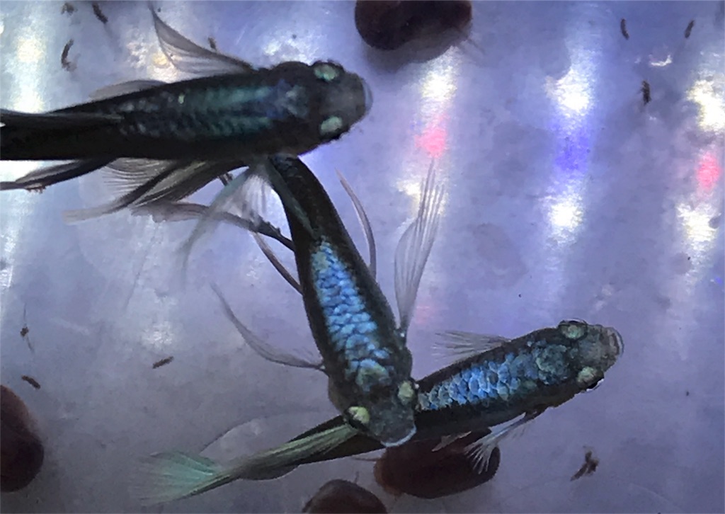 f:id:popopoppun:20180731222718j:image f:id:popopoppun:20180731222718j:image