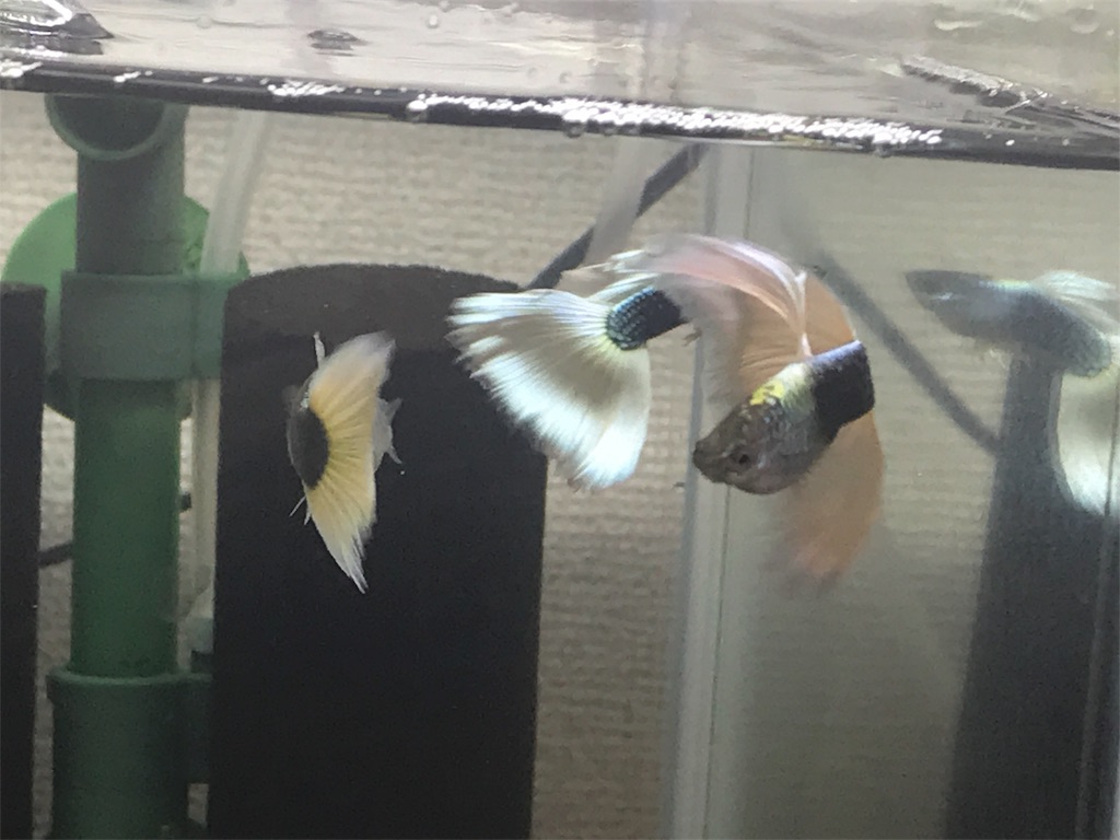 f:id:popopoppun:20180813211732j:image