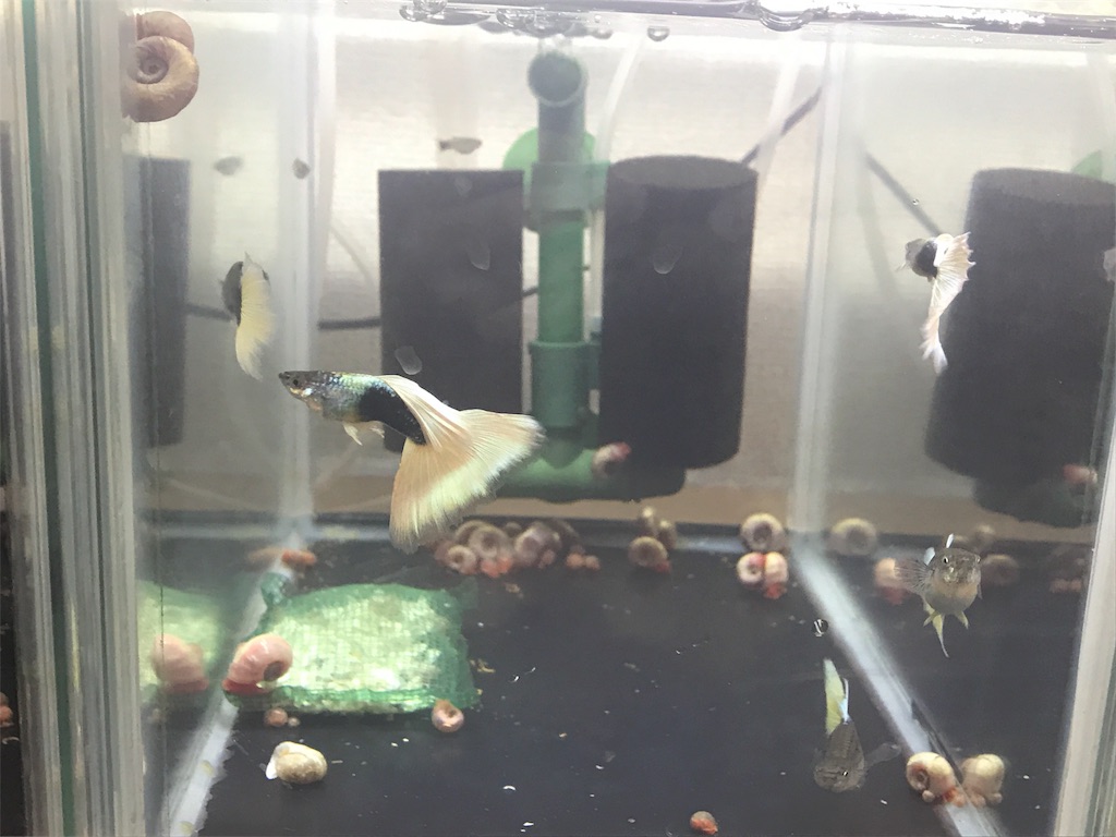 f:id:popopoppun:20180813211736j:image