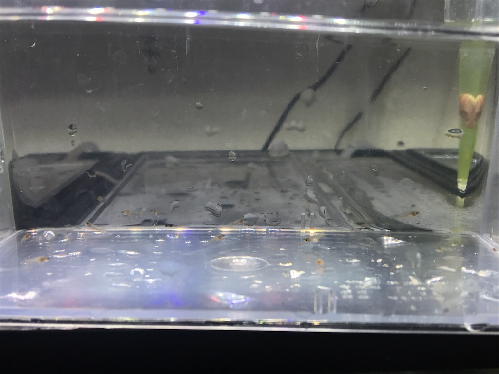 f:id:popopoppun:20180813212859j:image