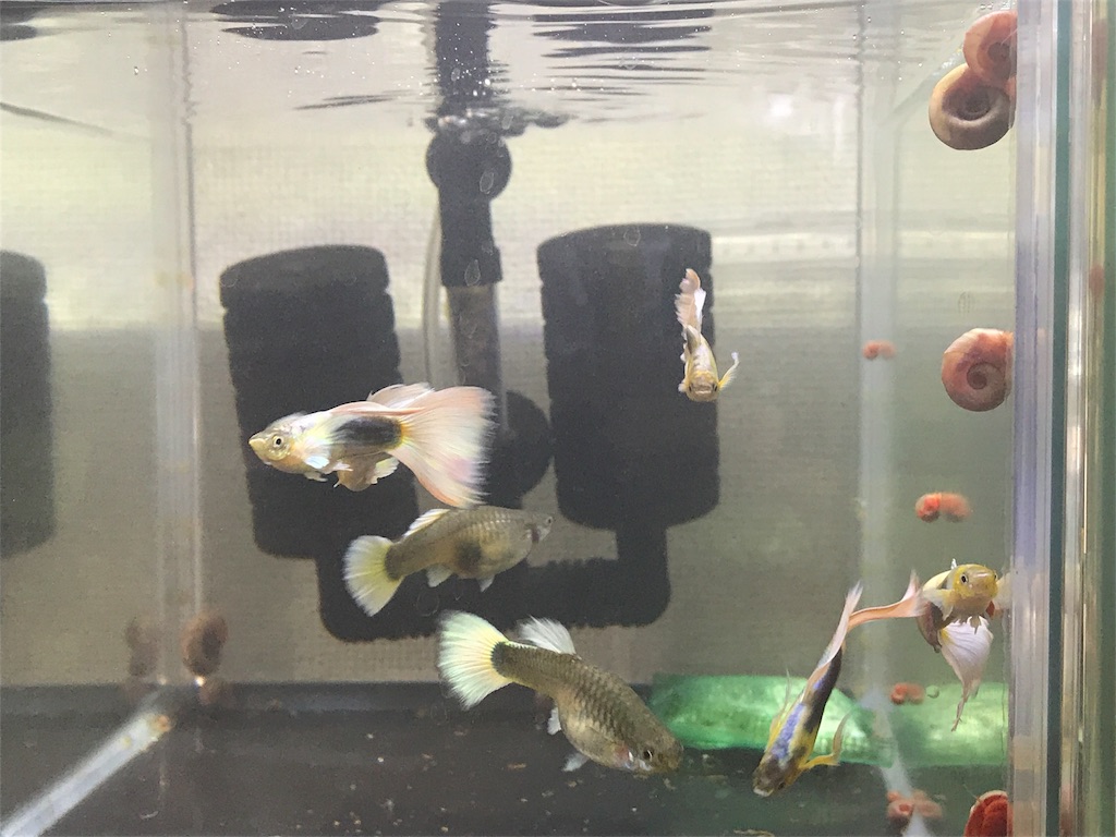 f:id:popopoppun:20180813213457j:image