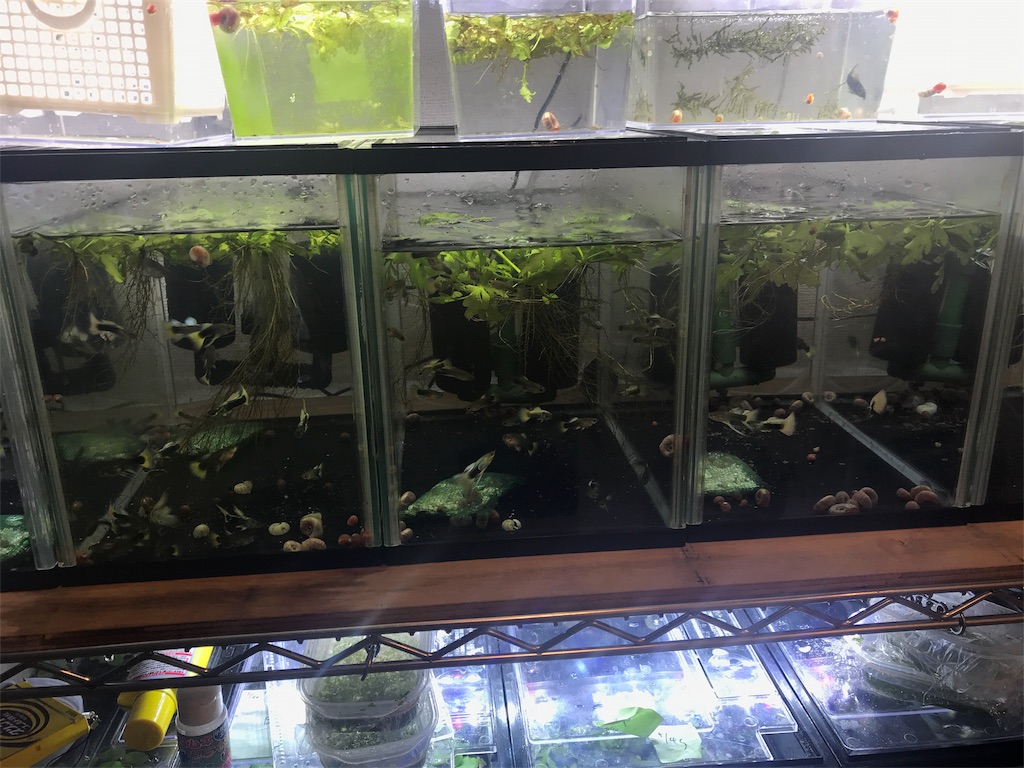 f:id:popopoppun:20180813213658j:image