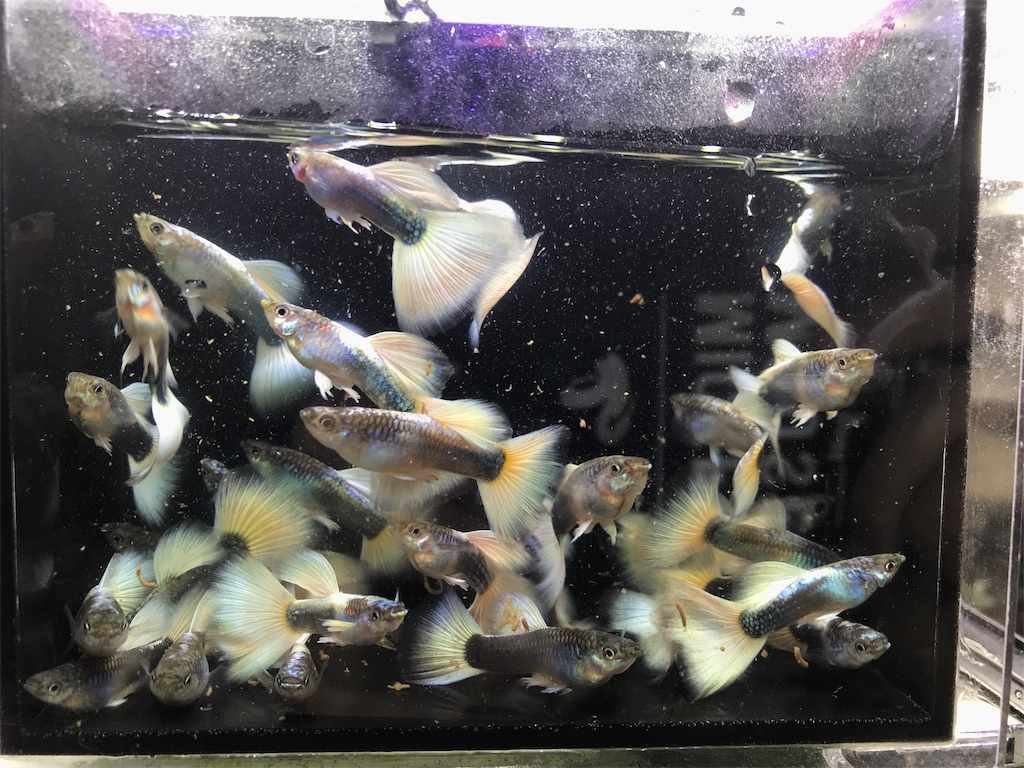 f:id:popopoppun:20181016151309j:image