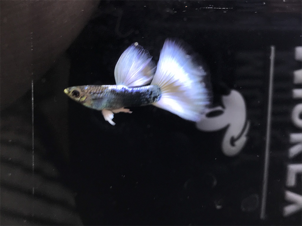 f:id:popopoppun:20181016151312j:image