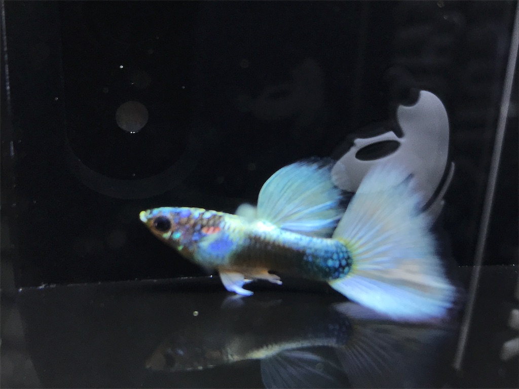 f:id:popopoppun:20181016151317j:image