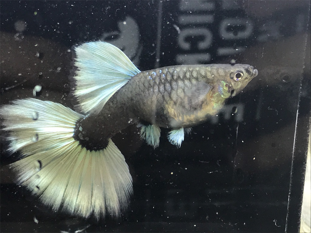 f:id:popopoppun:20181016151527j:image