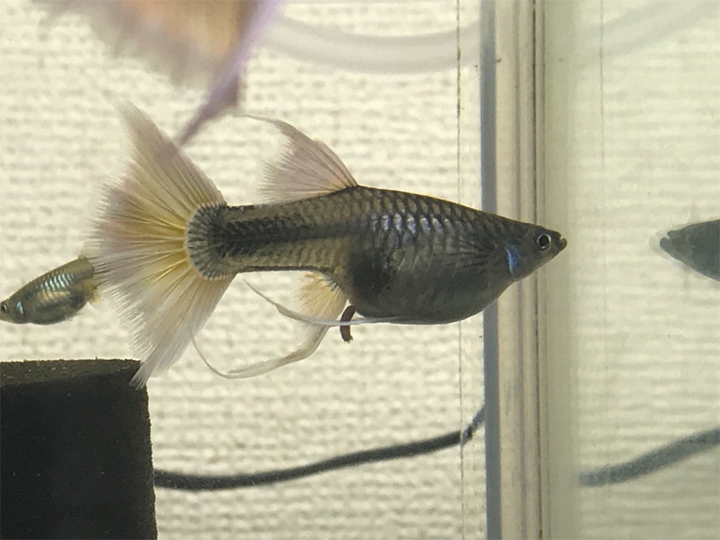 f:id:popopoppun:20181016153228j:image