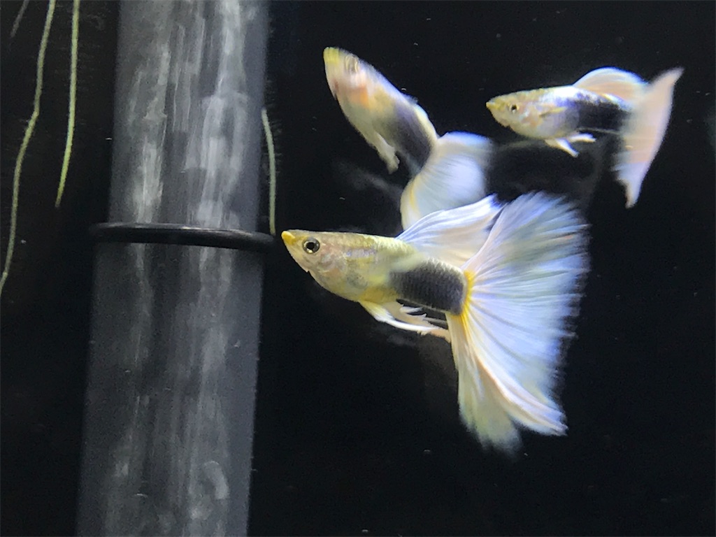 f:id:popopoppun:20181016153412j:image