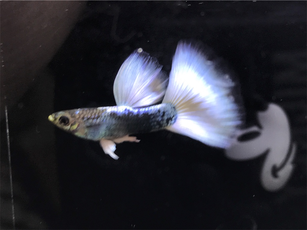 f:id:popopoppun:20181016154831j:image