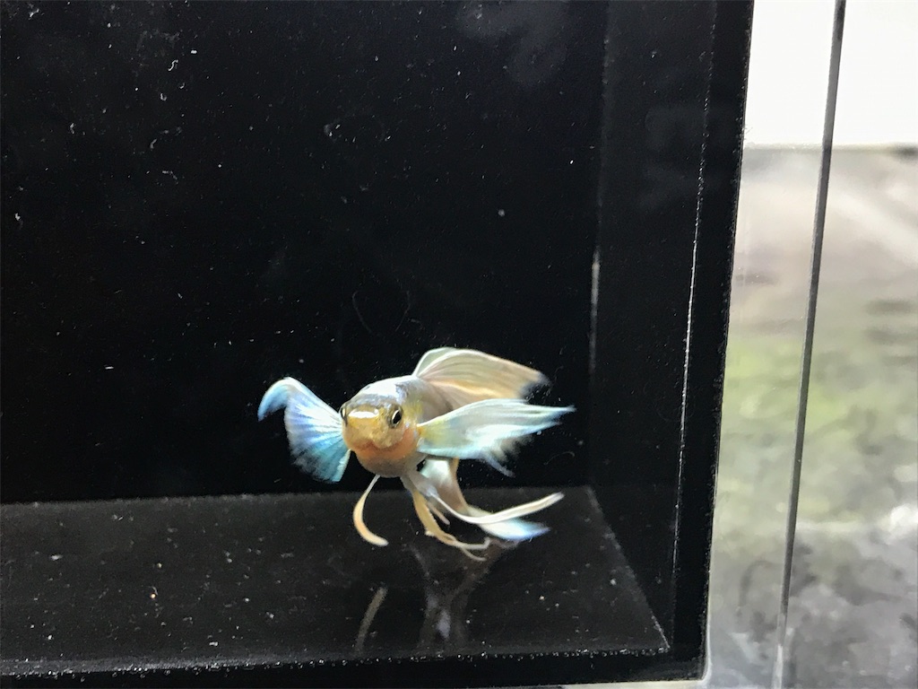 f:id:popopoppun:20181102225209j:image