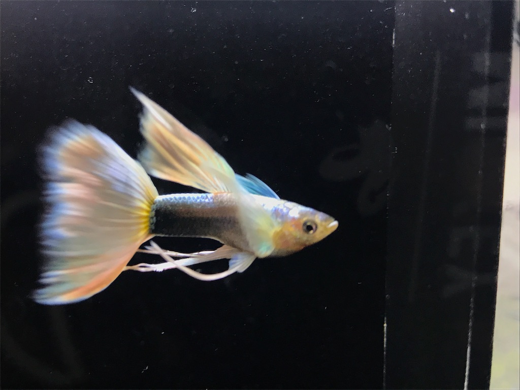 f:id:popopoppun:20181102225219j:image