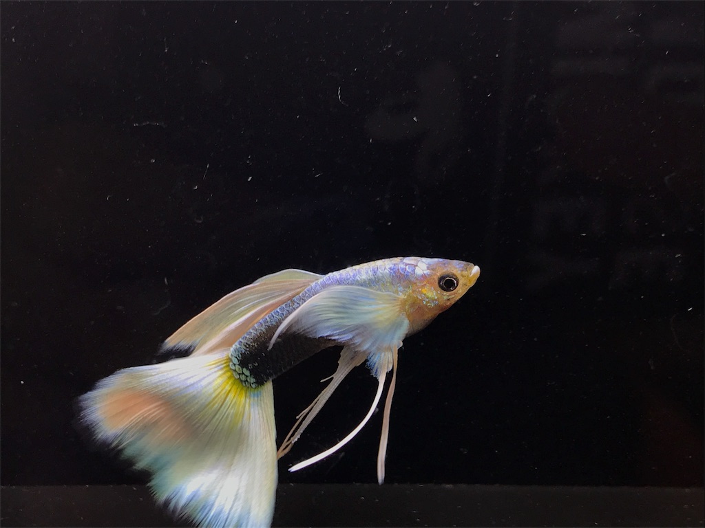 f:id:popopoppun:20181102225222j:image