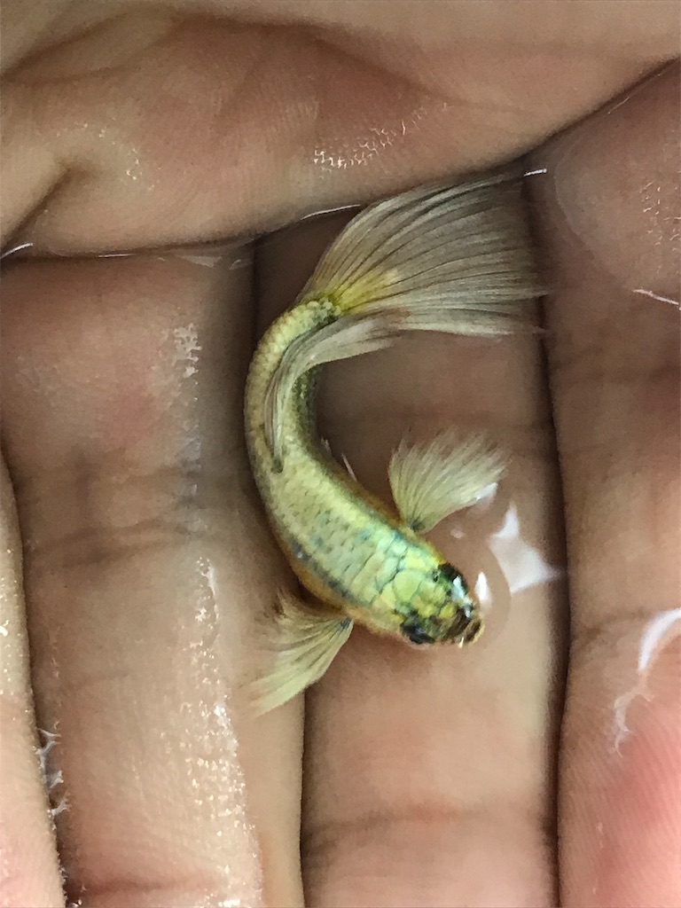 f:id:popopoppun:20181102225512j:image