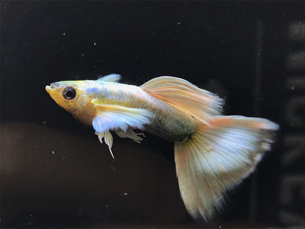 f:id:popopoppun:20181102225522j:image