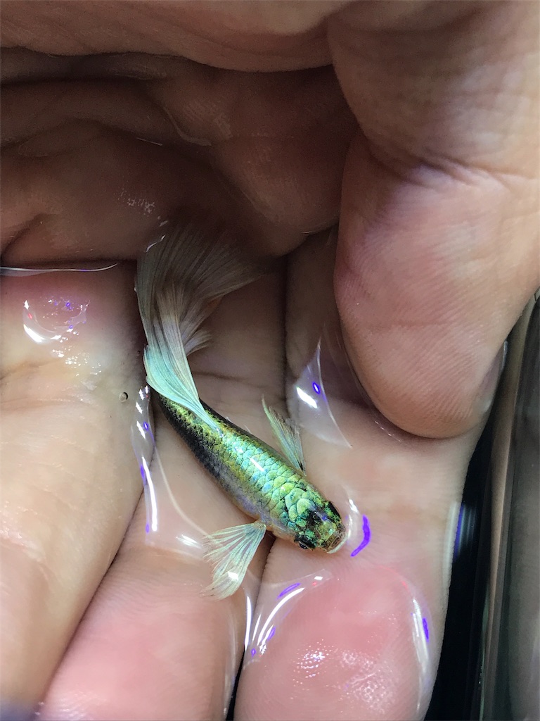 f:id:popopoppun:20181102225525j:image