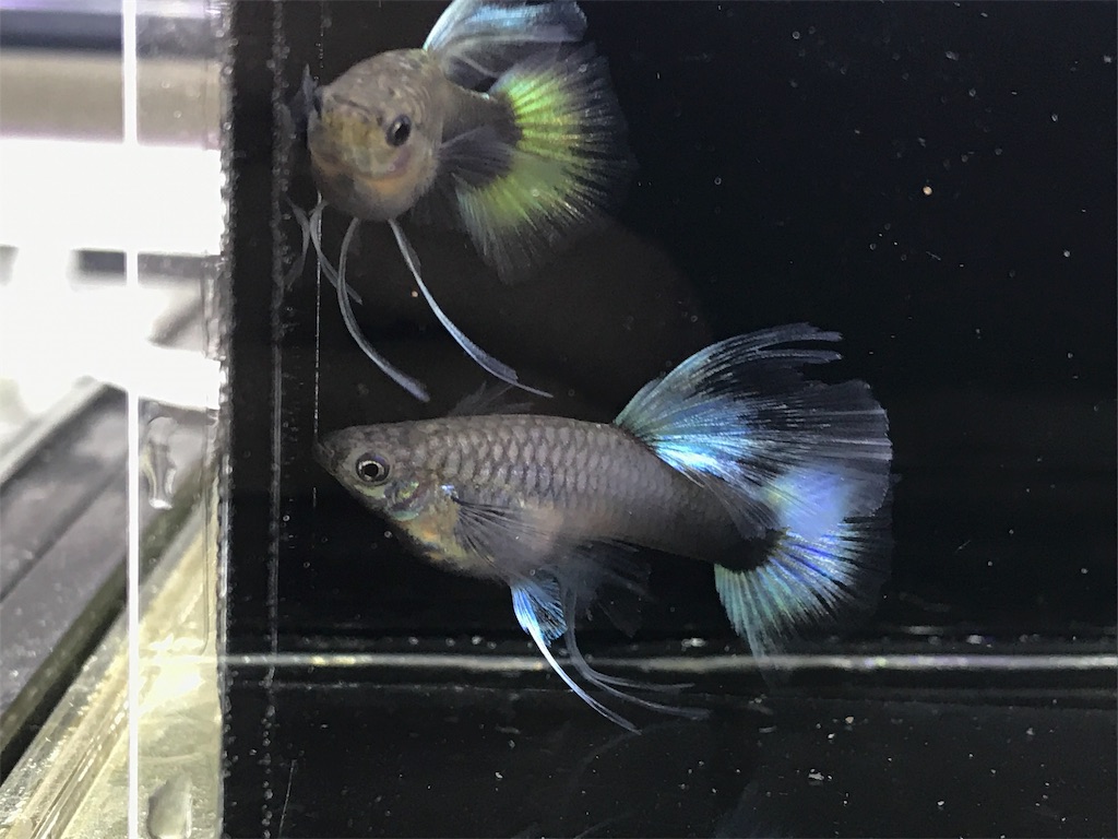 f:id:popopoppun:20181102230214j:image