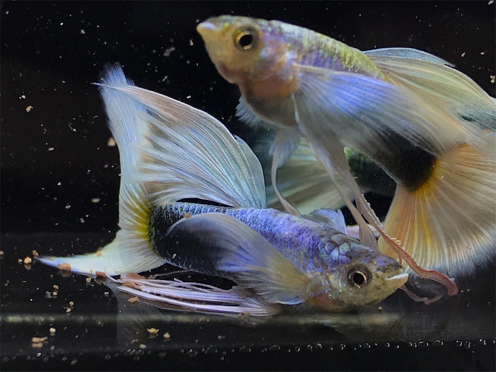 f:id:popopoppun:20181102230437j:image