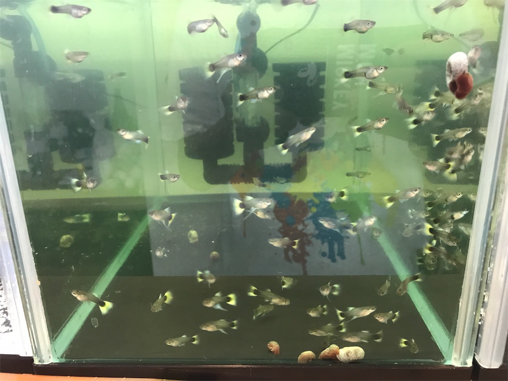 f:id:popopoppun:20181117195901j:image