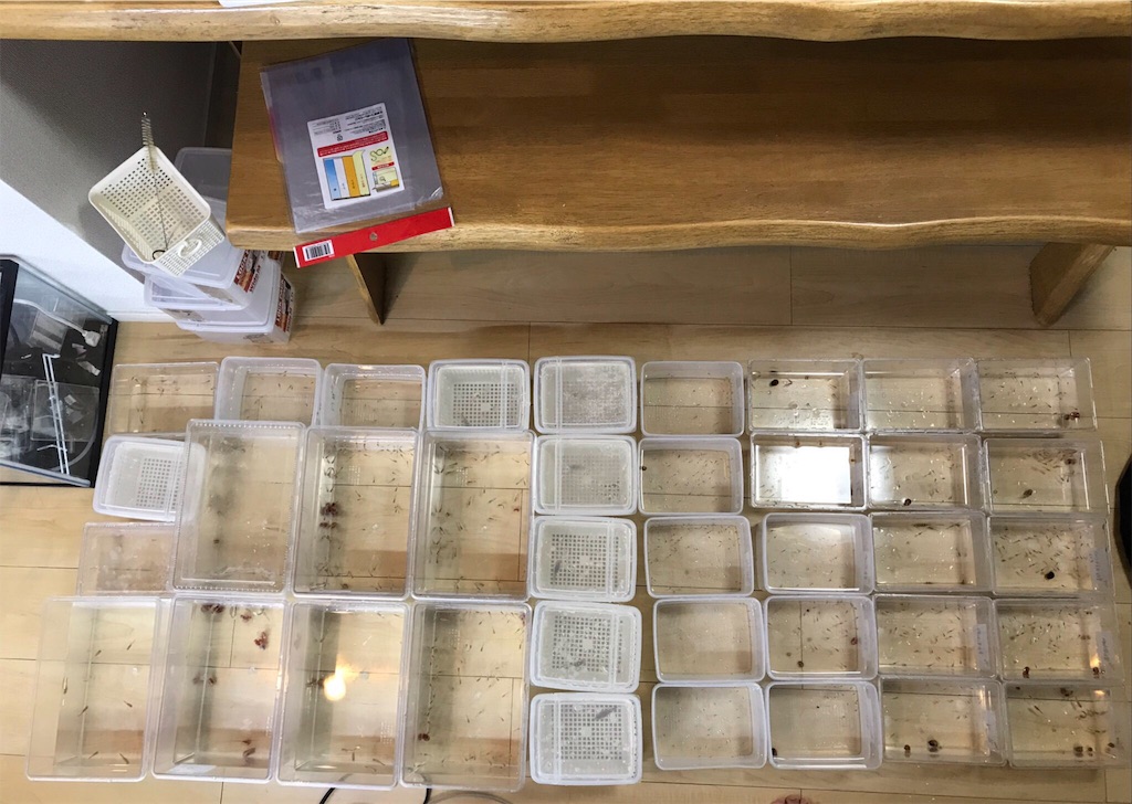 f:id:popopoppun:20181117195904j:image