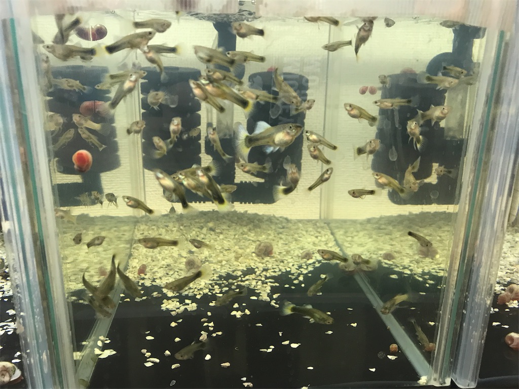 f:id:popopoppun:20181117195908j:image