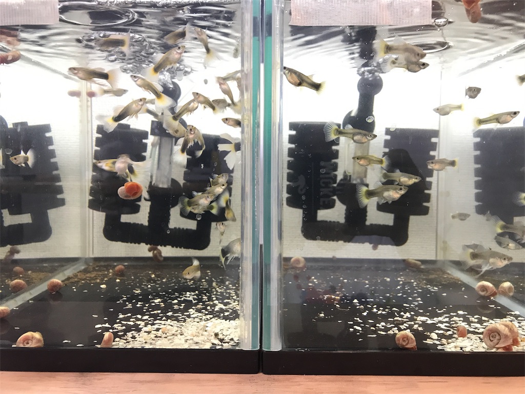 f:id:popopoppun:20181117195911j:image